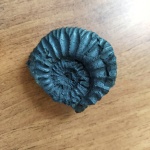 Зарайскитес скифский