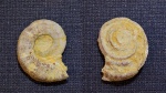 Гастропода Omphalotrochus