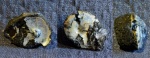 Garniericeras catenulatum (1) - Фили