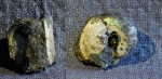Garniericeras catenulatum (2) - Фили