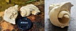 Парочка брюхоногих Soleniscus (Naticopsis?) с р. Холохольни