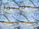 Предположительно Sphenothallus из Заборья