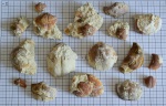 Choristites из Щаповского оврага