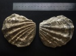 Ctenostreon