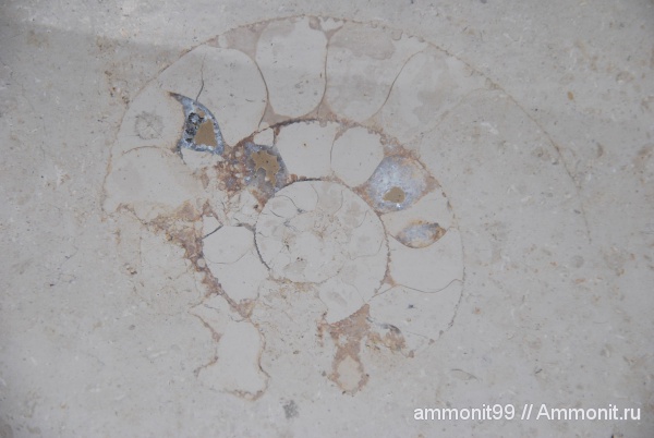аммониты, Германия, головоногие моллюски, Ammonites, окаменелости в интерьере, баварский известняк, баварский мрамор
