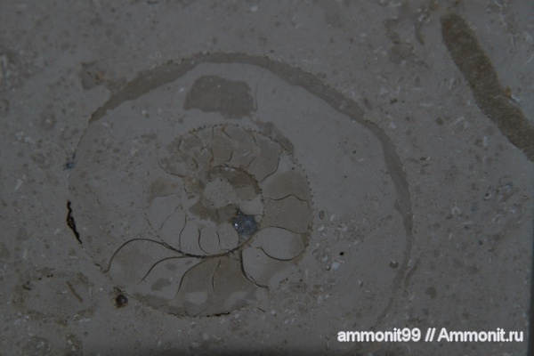 аммониты, Германия, головоногие моллюски, Ammonites, окаменелости в интерьере, баварский известняк, баварский мрамор