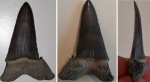 Otodus aksuaticus (?)