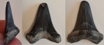 Otodus minor (?)
