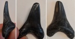 Otodus minor 2 (?)