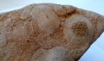 Коралл