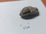 Зуб или ругоза?