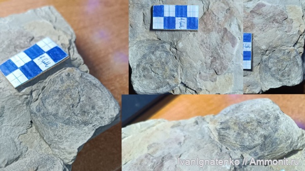 силур, ракоскорпионы, Baltoeurypterus, Baltoeurypterus tetragonophtalmus, голова, лудловский ярус, яругская серия, баговецкая свита, устьевская подсвита, Balteurypterus (Eurypterus), tetragonophtalmus (Fischer), поправьте теги
