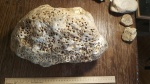 Коралл? На определение
