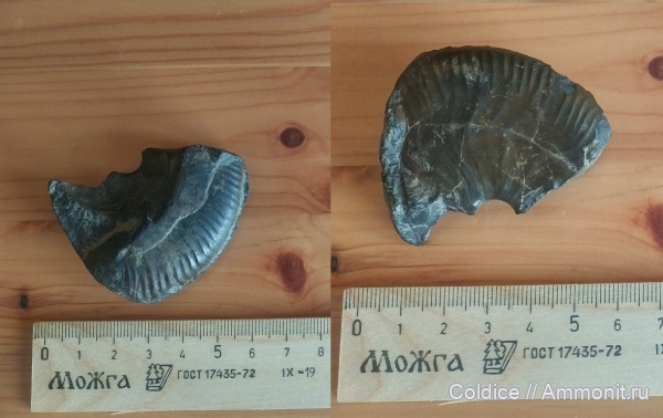 аммониты