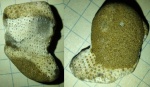Leptophragma?