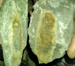 Ptilodictya lanceolata?