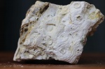 Окремнённая стигмария