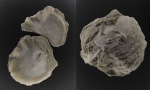 Lopha semiplana