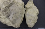 Брахиопода Echinaria neopunctata