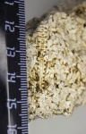 Orthocerida