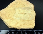 Modiolus sp. ?