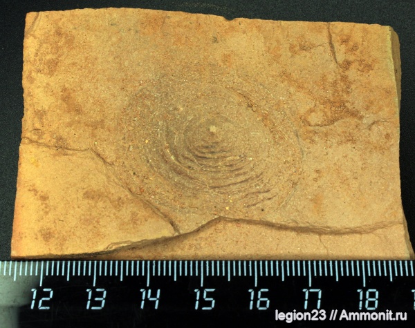 гастроподы, юрский период, Berlieria, Яблоновый овраг, Berlieria maeotis, Patellogastropoda