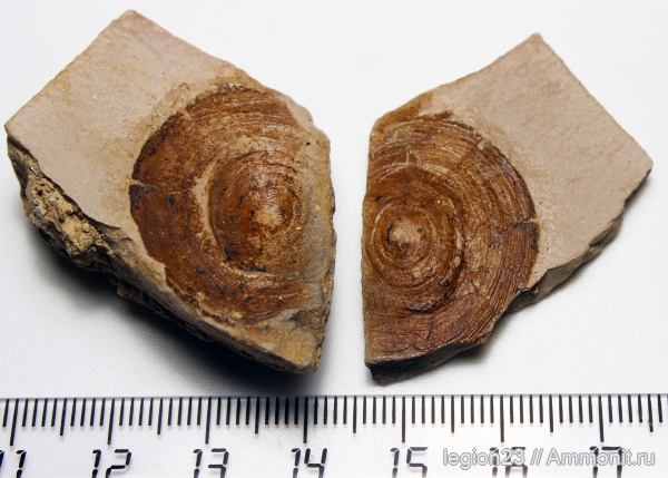 гастроподы, юрский период, Berlieria, Яблоновый овраг, Berlieria maeotis