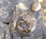 Garniericeras