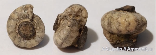 аммониты, юра, Craspedites, Ammonites