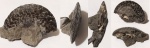 Garniericeras subclypeiforme