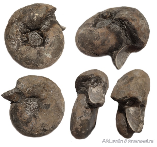 аммониты, юра, Craspedites, аптихи, Кашпир, Ammonites