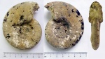 Аммонит Quenstedtoceras involutum