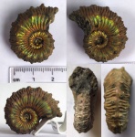 Аммонит Kosmoceras