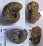 Аммонит Eboraciceras rybinskianum