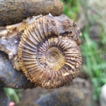 Epivirgatites nikitini (р.Кубра г. Сызрань)