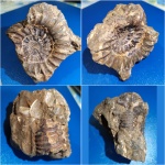 Epivirgatites lahuseni (р.Кубра г. Сызрань)