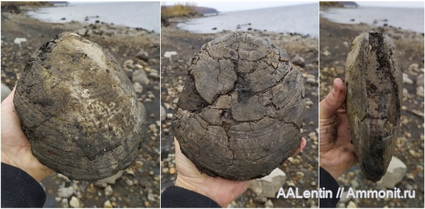мел, двустворчатые моллюски, Ульяновская область, апт, Camptonectes, Camptonectes imperialis, Aptian
