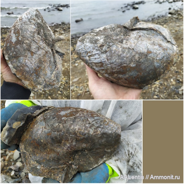 моллюски, мел, двустворчатые моллюски, Ульяновская область, Inoceramus, Inoceramus aucella