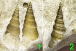 Гастроподы Arribazona kasanensis и Goniasma lasallense