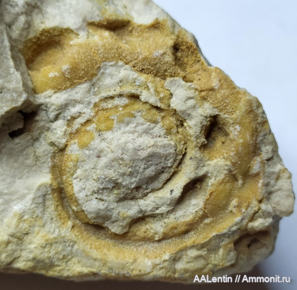 гастроподы, карбон, Euomphalus, брюхоногие моллюски, Самарская область, Сокский карьер, Euomphalus moniliferus