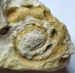 Отпечаток гастроподы Euomphalus moniliferus