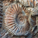 Taimyrosphinctes
