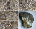 Спикулы губок внутри Craspedites