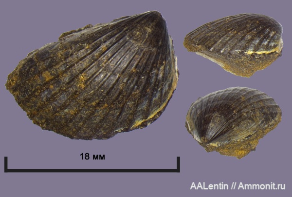 юра, двустворчатые моллюски, Самарская область, Lima, Limea consobrina, Limea, Lima consobrina