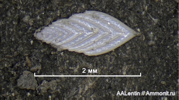 юра, фораминиферы, Самарская область, Кашпир, Foraminifera, citharinella