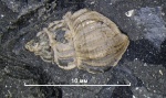 Khetella в горючем сланце