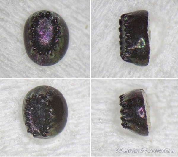 юра, Самарская область, зубы рыб, Pycnodontiformes, fish teeth, Новая рачейка, Gyrodus, Micropycnodon