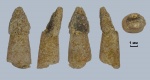 Зуб рыбы Lepisosteus?