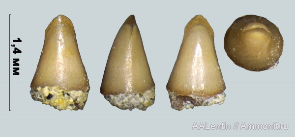 мел, Самарская область, зубы рыб, Amiiformes, fish teeth, Новая рачейка