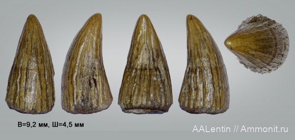 рептилии, мел, сеноман, Саратовская область, Cenomanian, Cretaceous, Leptocleidia, Leptocleididae